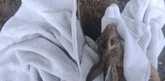 Rescuer Scoops Up 'Struggling' Rabbit From New York Parking Lot