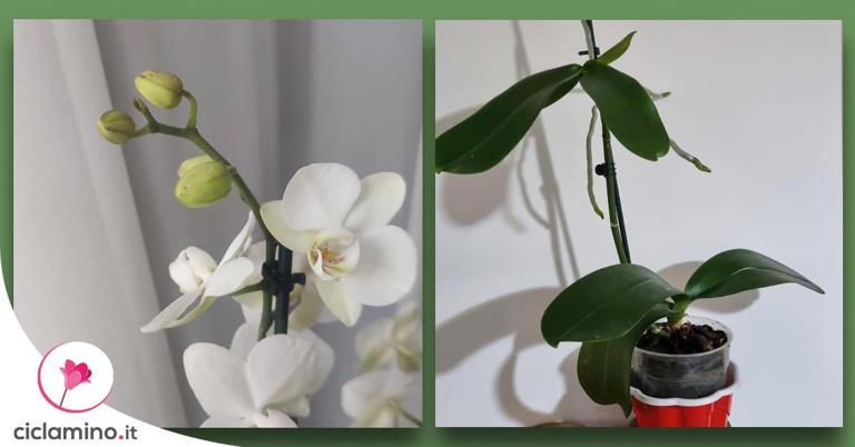 COME SEPARARE DUE PERSONE - ♱ HUMBERTO MENDES - Foto 9