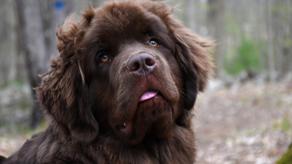 10 things your dog does when he's sick and doesn't know how to tell you