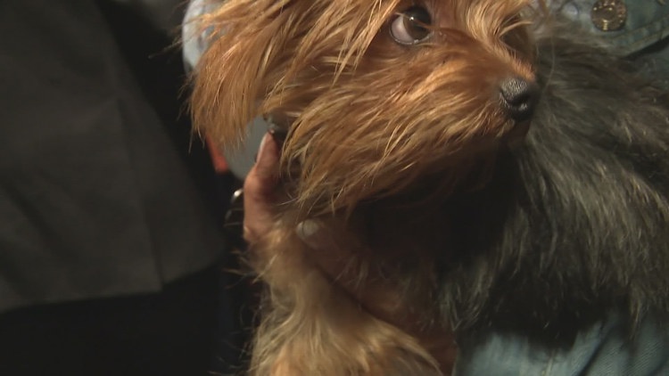Veterinarian pleads guilty to stealing dog and falsifying business records