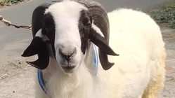 Kontes Kambing dan Domba 2025 Kota Batu, Gali Potensi Peternak Lokal untuk Ekonomi Lebih Kuat