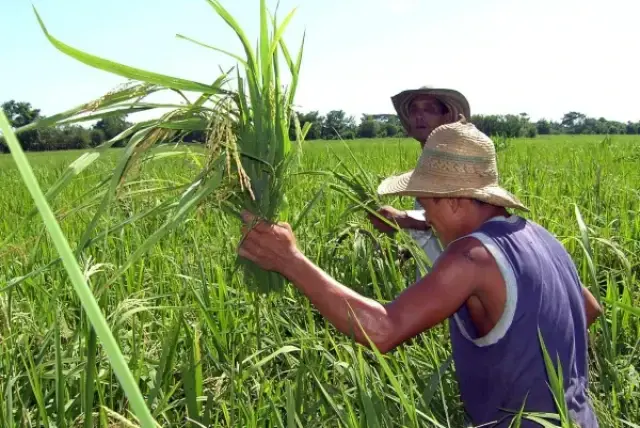 Se han incautado un total de 146 toneladas de arroz ilegal. Archivo EL TIEMPO