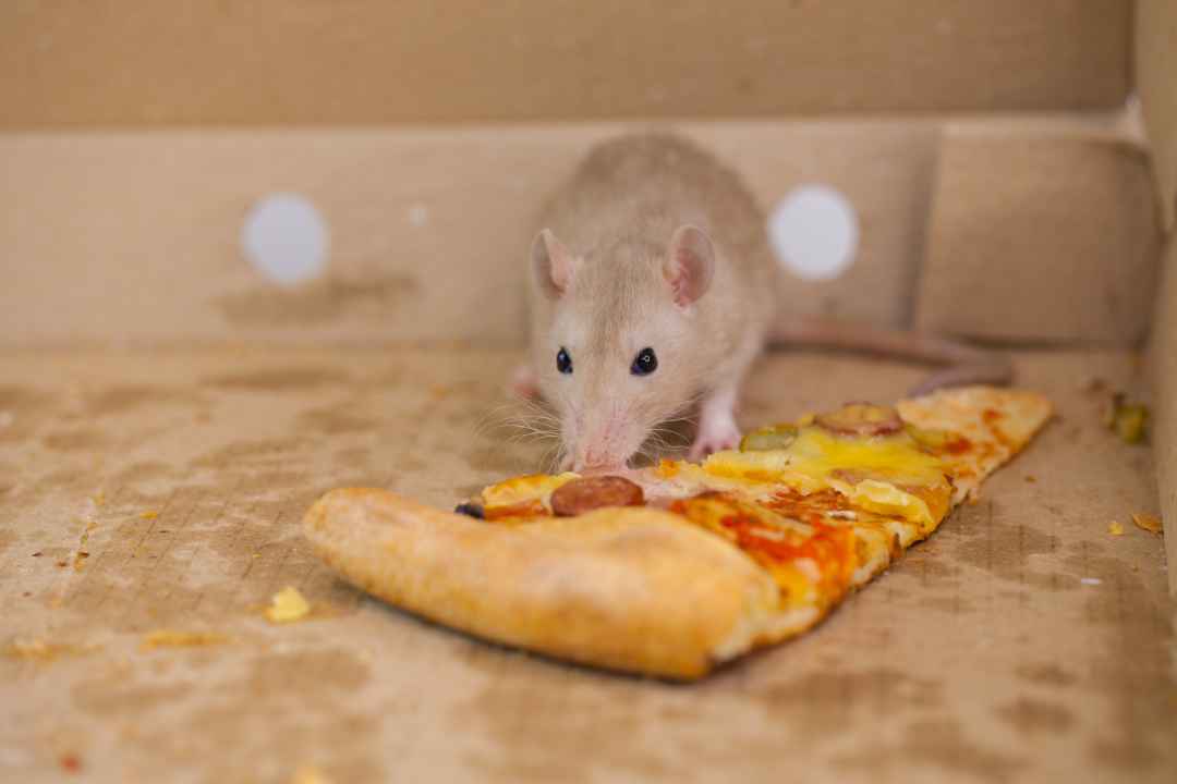 Rats victorious as NYC's first 