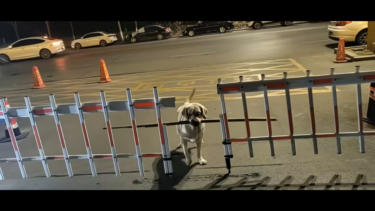 Persistent Labrador Retriever figures out how to pass gate with long stick in Shandong, China<br><br>
