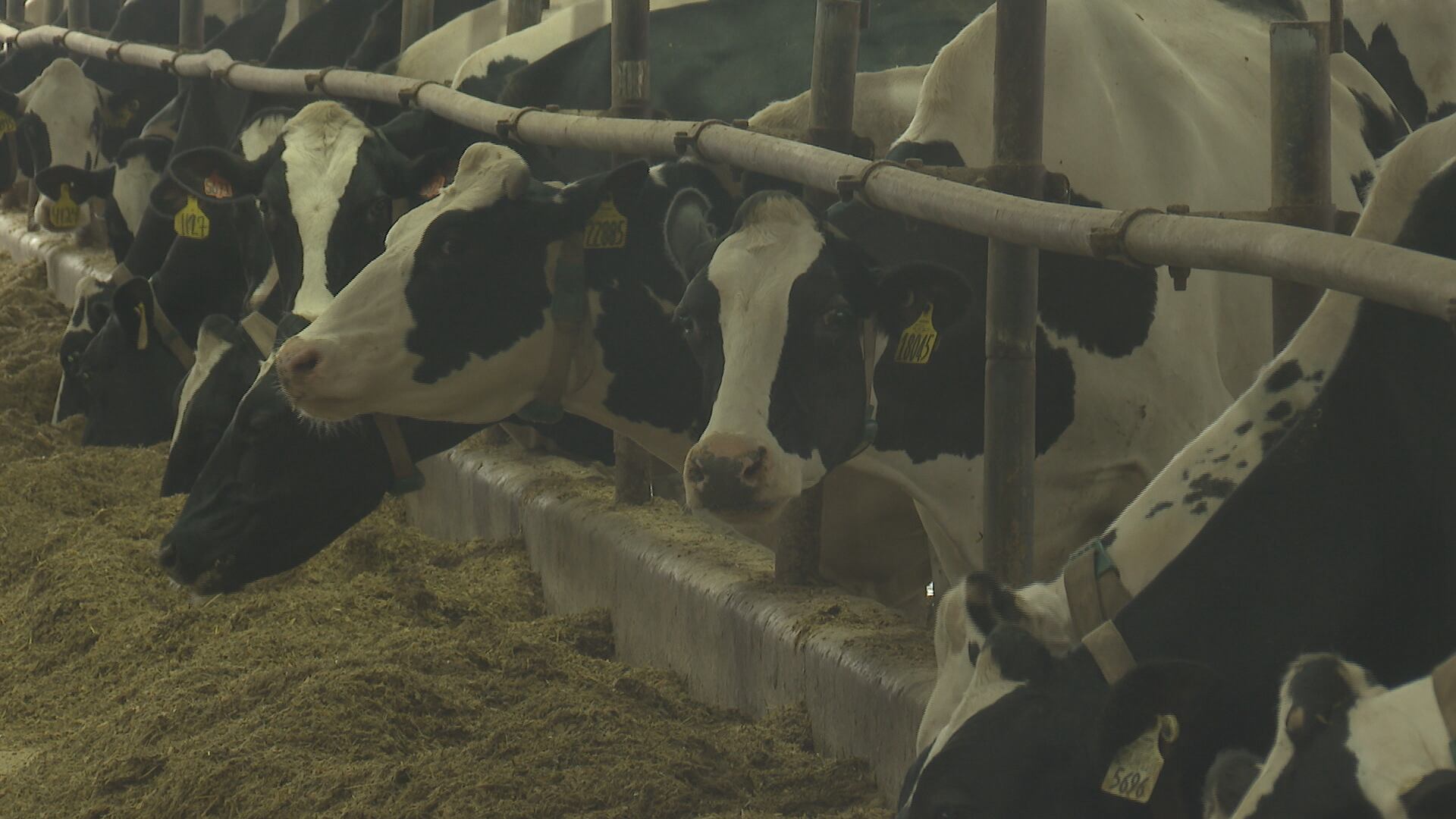 Department of Environmental Quality approves permit for large dairy ...