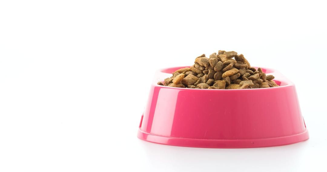 10 cara merawat anjing pudel yang benar, hindari kesalahan