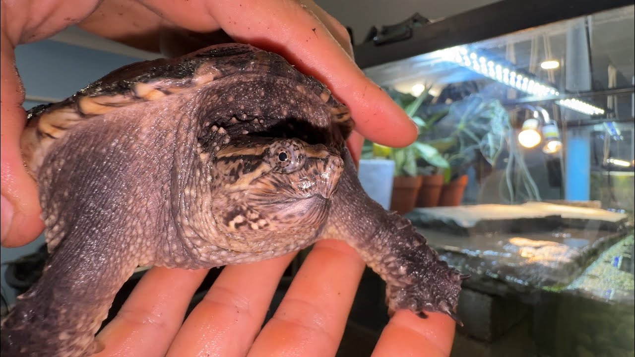 Building the Ultimate Snapping Turtle Tank: Epic Setup Guide!