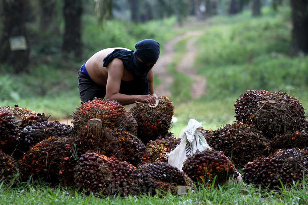 CSRA Bagikan Dividen Interim Rp12,20 per Saham, Cek Jadwalnya