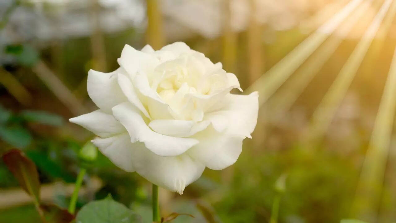 Understanding why rose petals curl: How stress, geometry, and biology ...