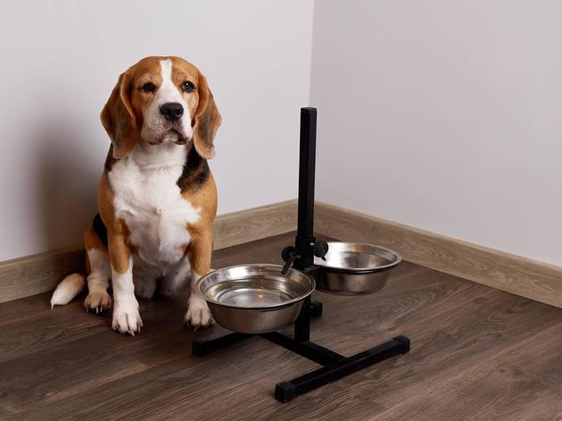 Leerer Napf und schlechte Stimmung?