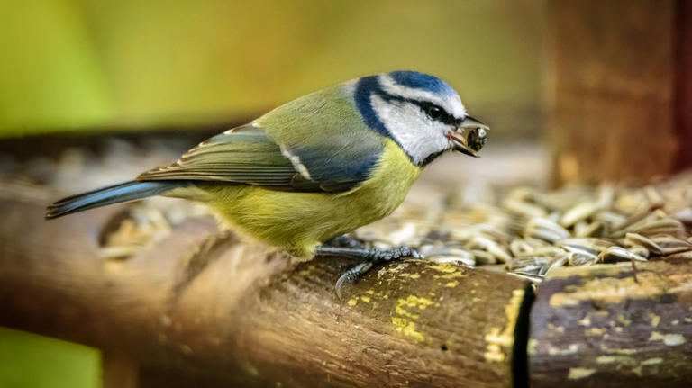 Don't Throw Out That Old Coffee Can. Use It For The Birds In Your ...