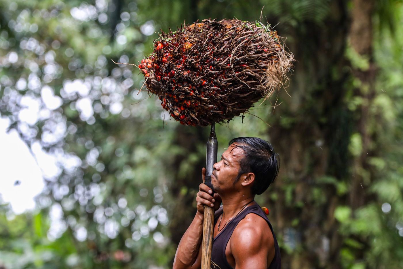 Petani Sawit Minta Penyesuaian Kebijakan Biodiesel untuk Perlindungan