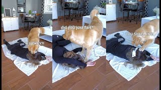 Testing My Dog’s Reaction to Fake Death