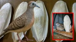 6 Manfaat Tulang Sotong untuk Perkutut, Rahasia Kesehatan dan Suara Menggema