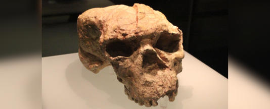 A Million-Year-Old Skull Just Rewrote The Origin Story of Humanity