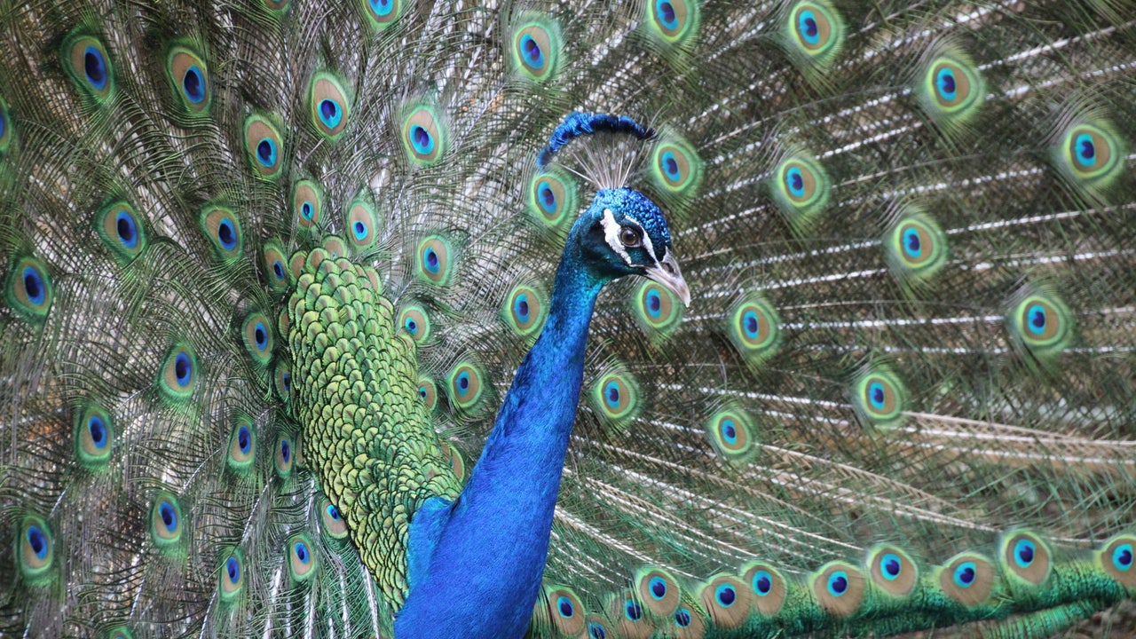Man accused of killing pet peacocks, eating them, over dispute with ...