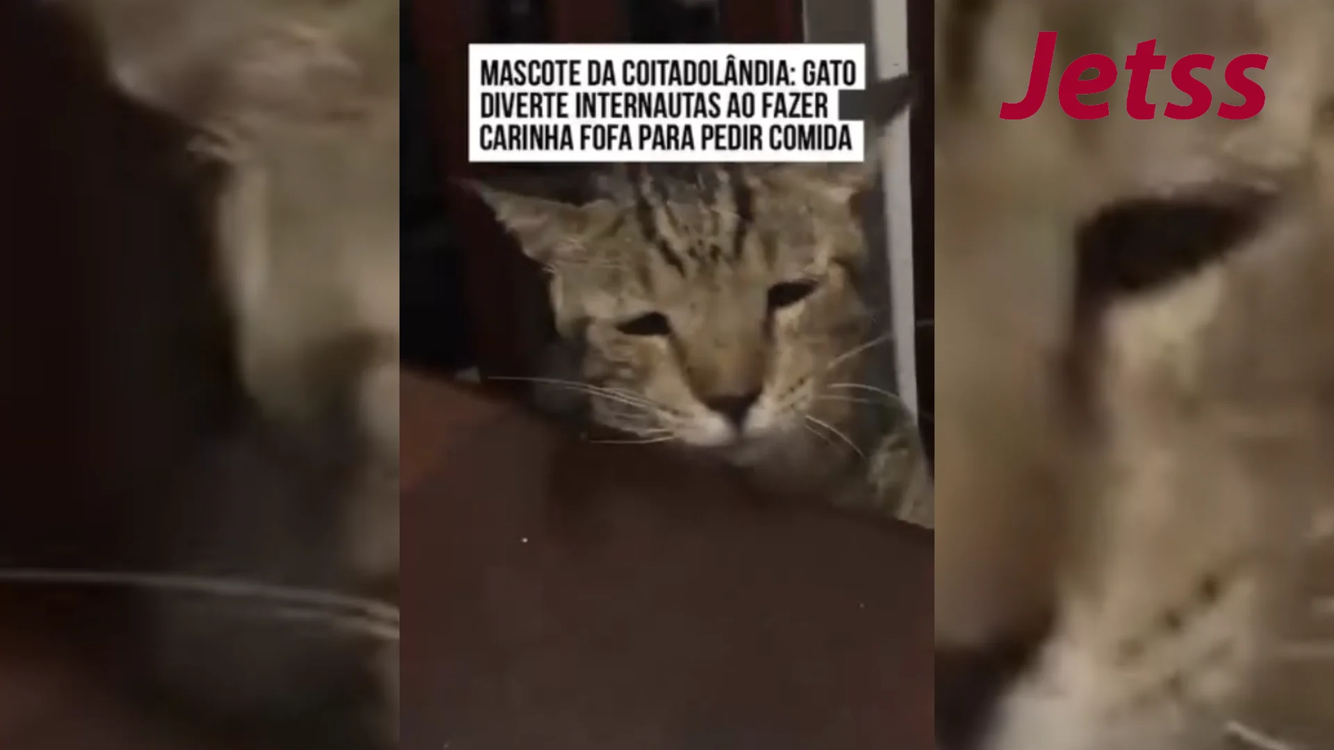Gatinho Caju viraliza com 'carinha de coitado' para conquistar comida ...