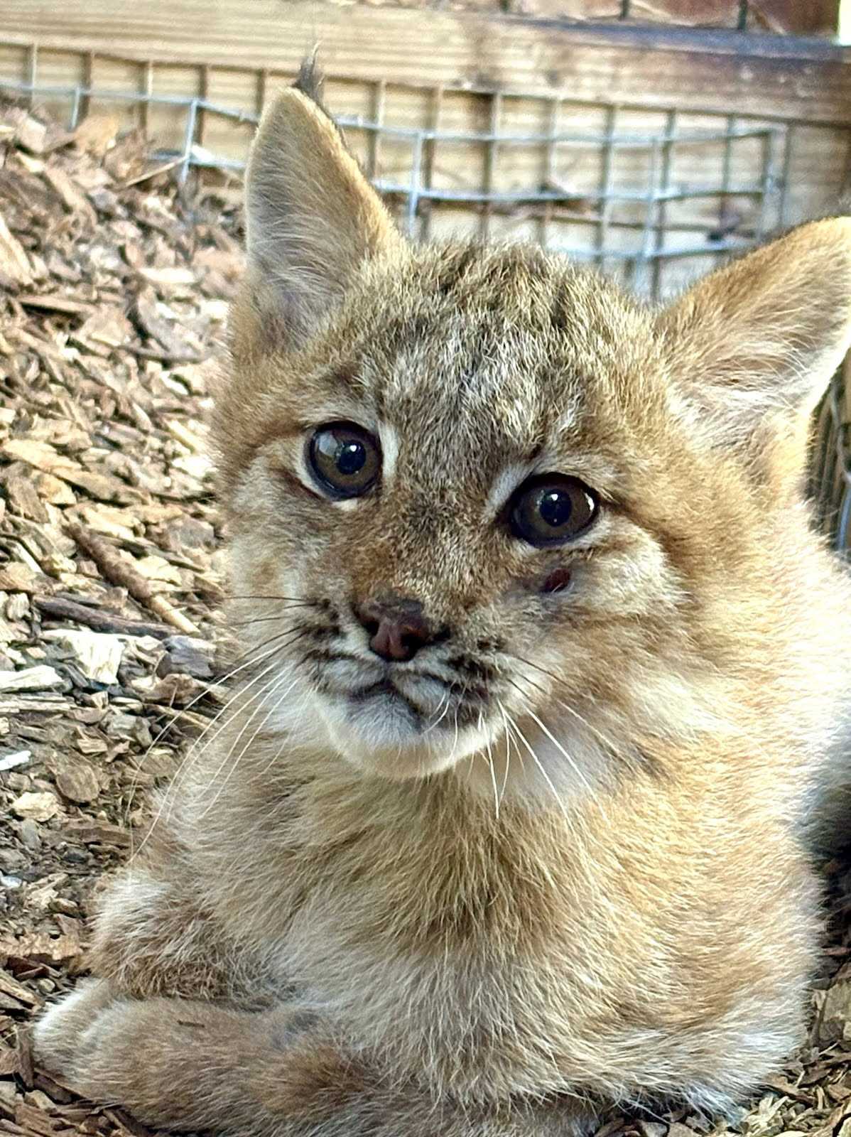 Utica Zoo's young lynx recovering from broken leg