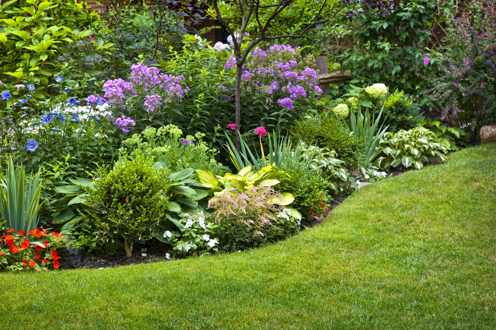 Perennials you should plant in your garden