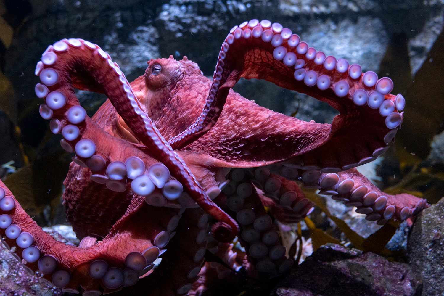 A Beloved Octopus Is Spending Her Last Days Nurturing Her Eggs That ...