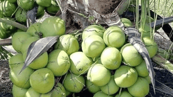 Manfaat Air Kelapa untuk Rambut Sehat dan Mengkilap