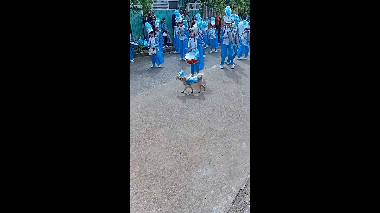 Cute dog in costume leads marching band parade in San Luis, Honduras