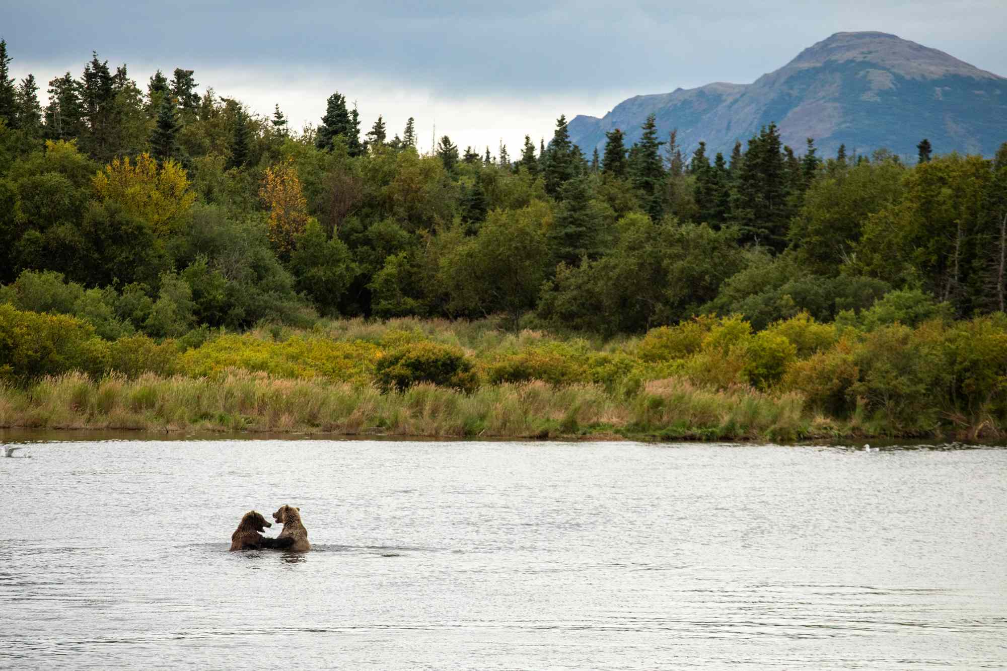 Brown bears in the Brooks River in Katmai National Park and Preserve.