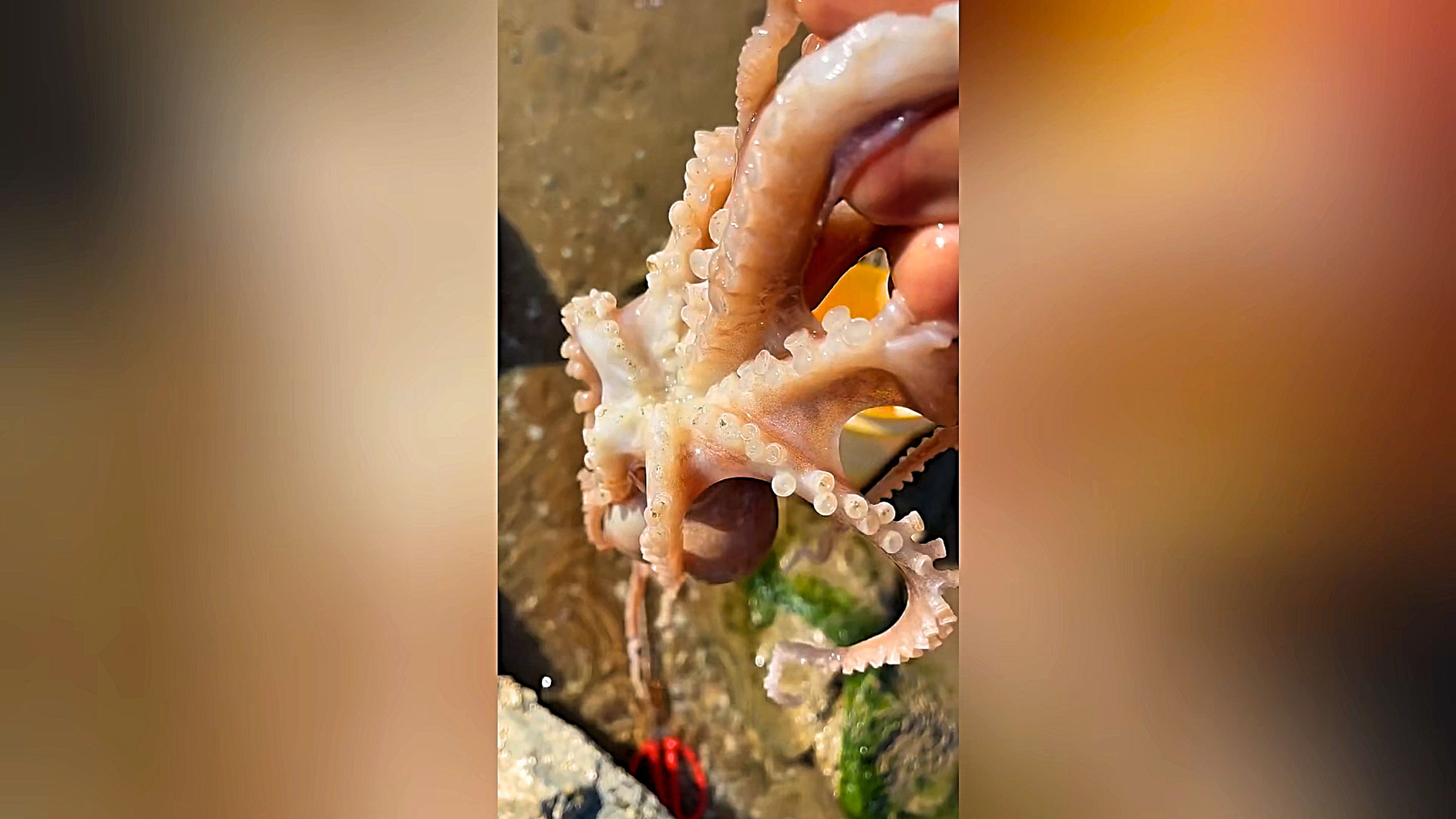 Giant Octopus Tries to Escape After Capture
