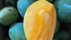 5 Alasan Mengapa Mangga Harus Jadi Menu Harianmu