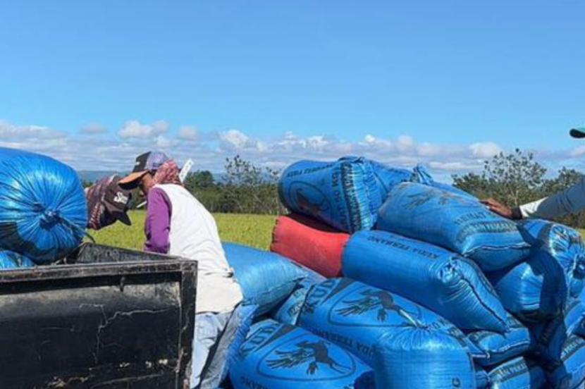 Bulog Maluku Serap 3,9 Ton Beras di Pulau Buru