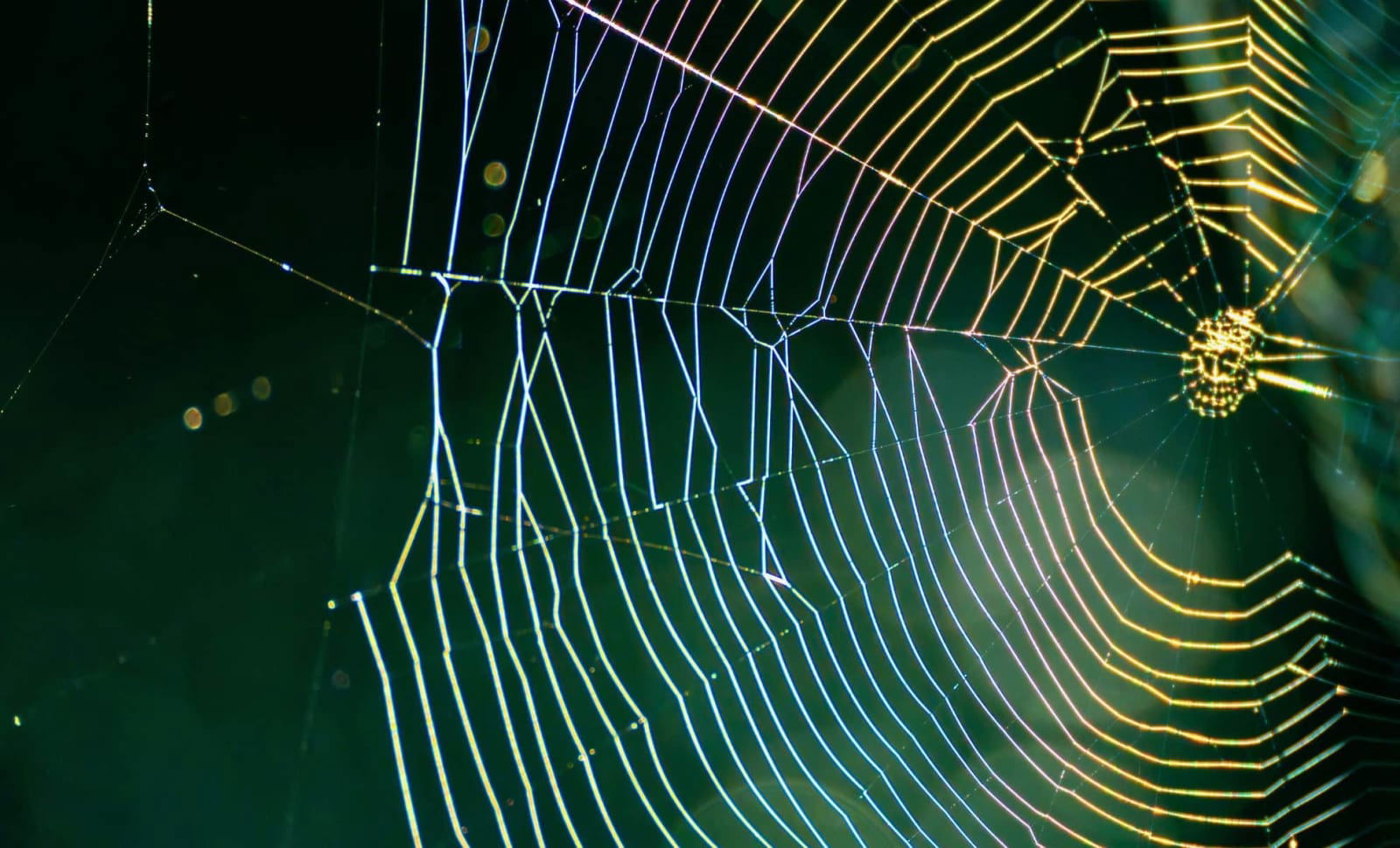 They Found a Spider Web in 112 Million Year Old Amber And It s They Found a Spider Web in 112 Million Year Old Amber And It s