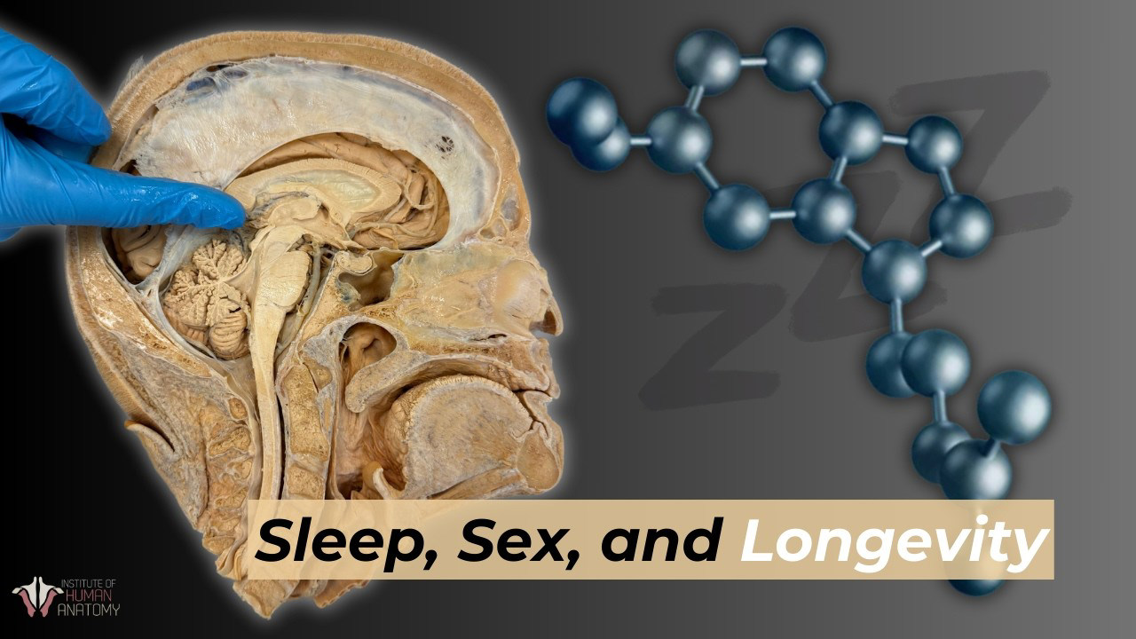 Melatonin: Sleep Sexual Health Longevity Melatonin: Sleep Sexual Health Longevity