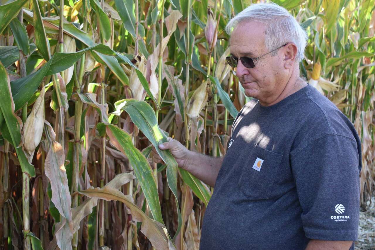 Hot, humid growing season exacerbates fungal diseases for corn