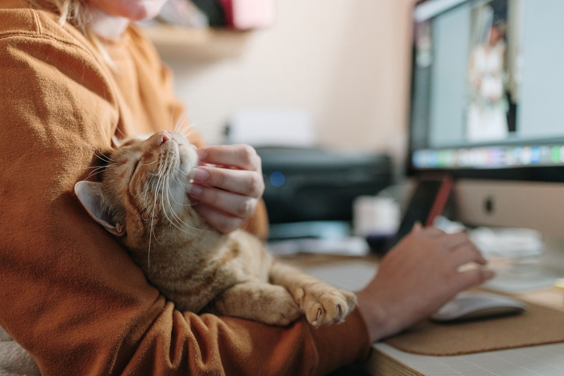Warum im Homeoffice mit Katze kein Call je ganz ruhig ist