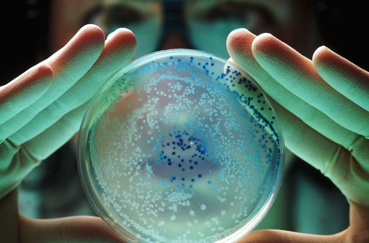 A representative image of microbes. (Image Source: Getty Images | Photo By Ted Horowitz Photography)