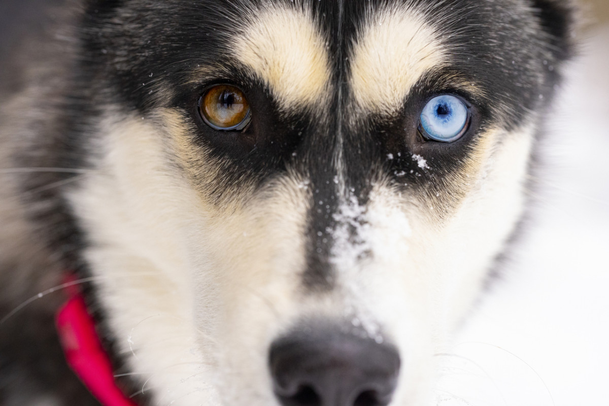 Top 150+ Names for Dogs With Unique Eye Colors (Heterochromia)