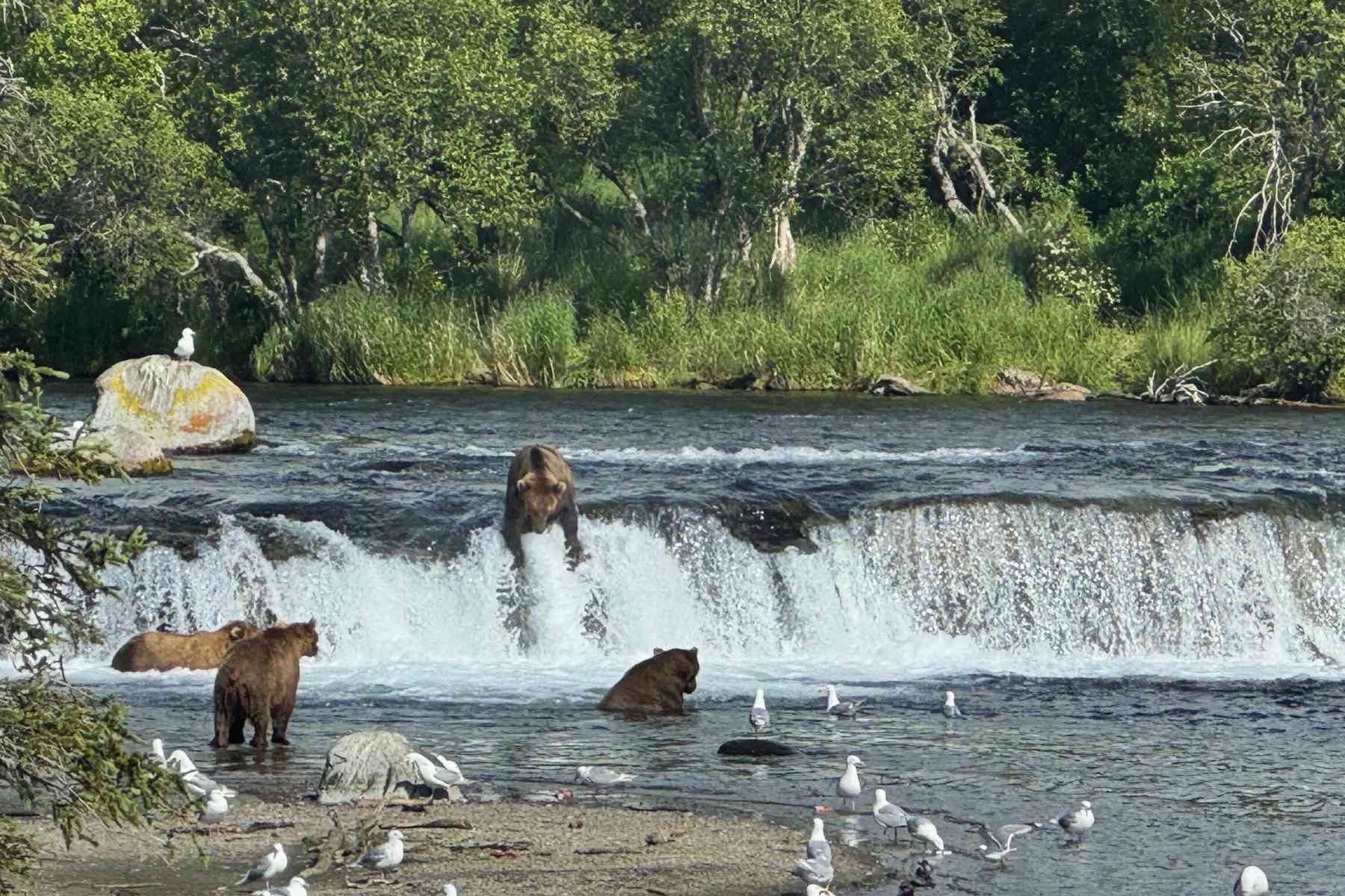 alaska-s-katmai-national-park-where-bears-and-volcanoes-take-centerstage