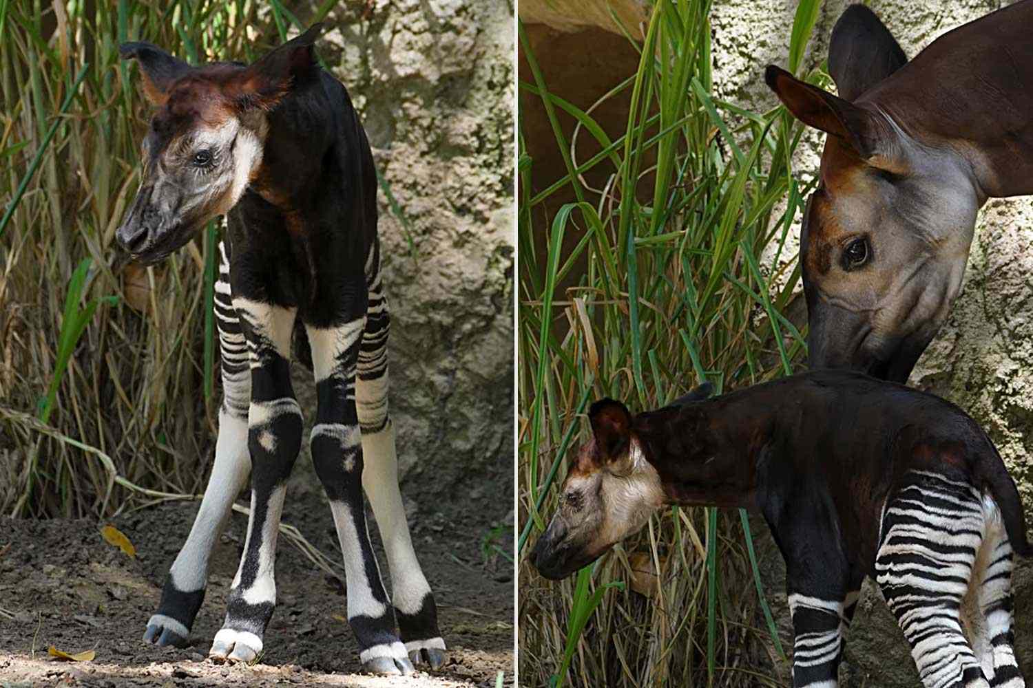 A 'Spunky' Endangered Okapi Calf Born at the San Diego Zoo: See ...