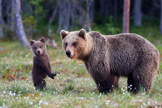 More than 50,000 grizzly bears roamed across the lower 48 states, but today fewer than 2,000 bears occupy less than 4% of their historic habitat. (Adobe Stock)