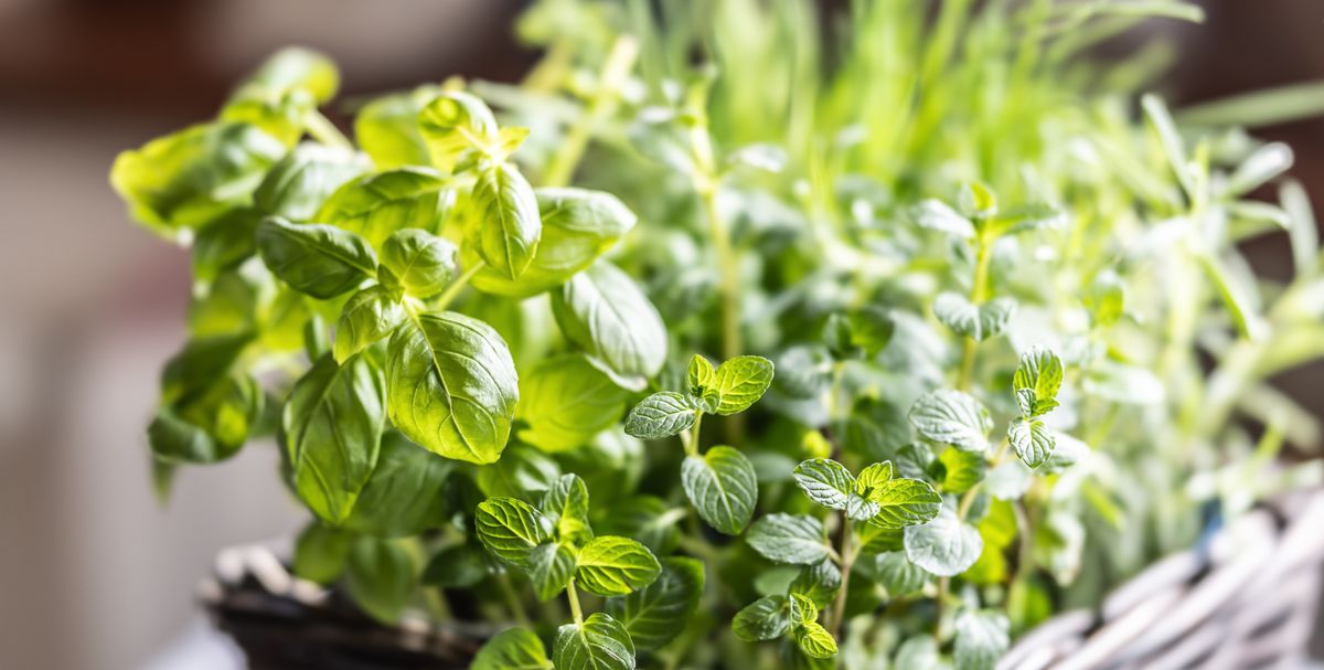 7 veggies and herbs that actually thrive inside all winter