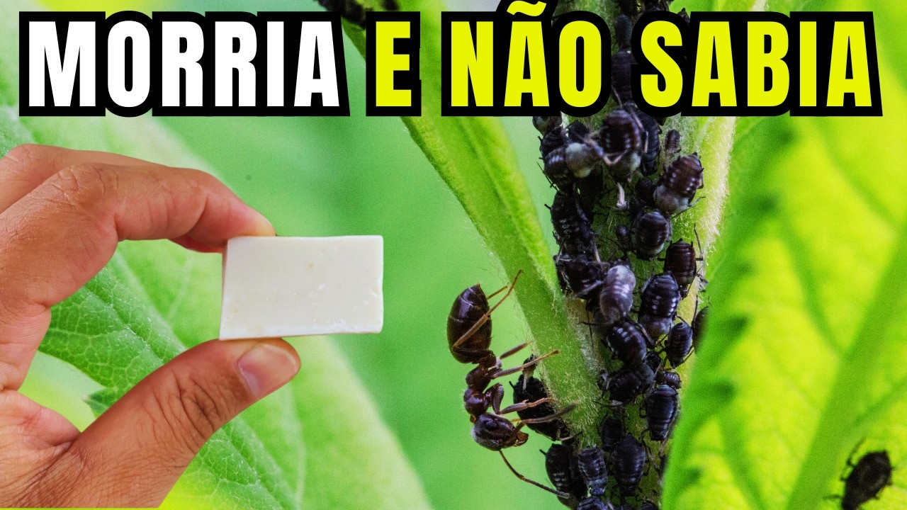 Apenas 1 Pedaço Mata Tudo: Acabe com Pulgões, Lagartas e Formigas Sem ...