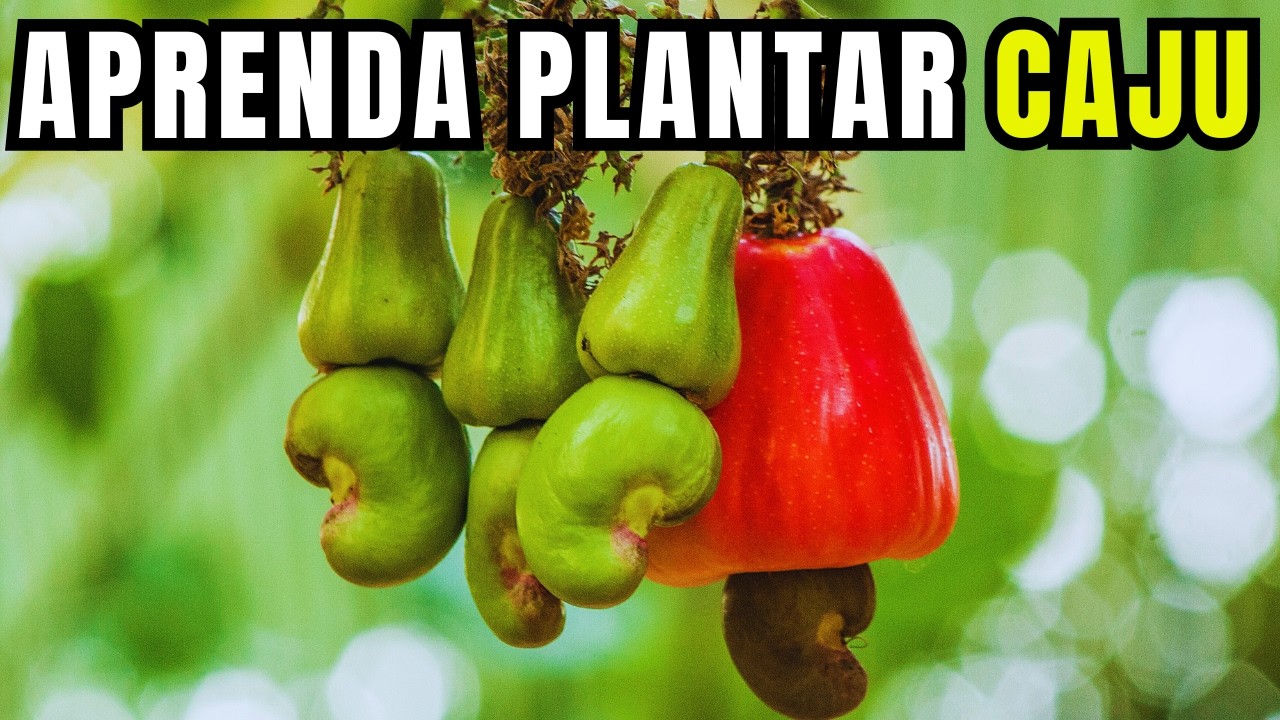 Como Plantar Caju em Casa: Guia Completo Para Cultivar em Vaso