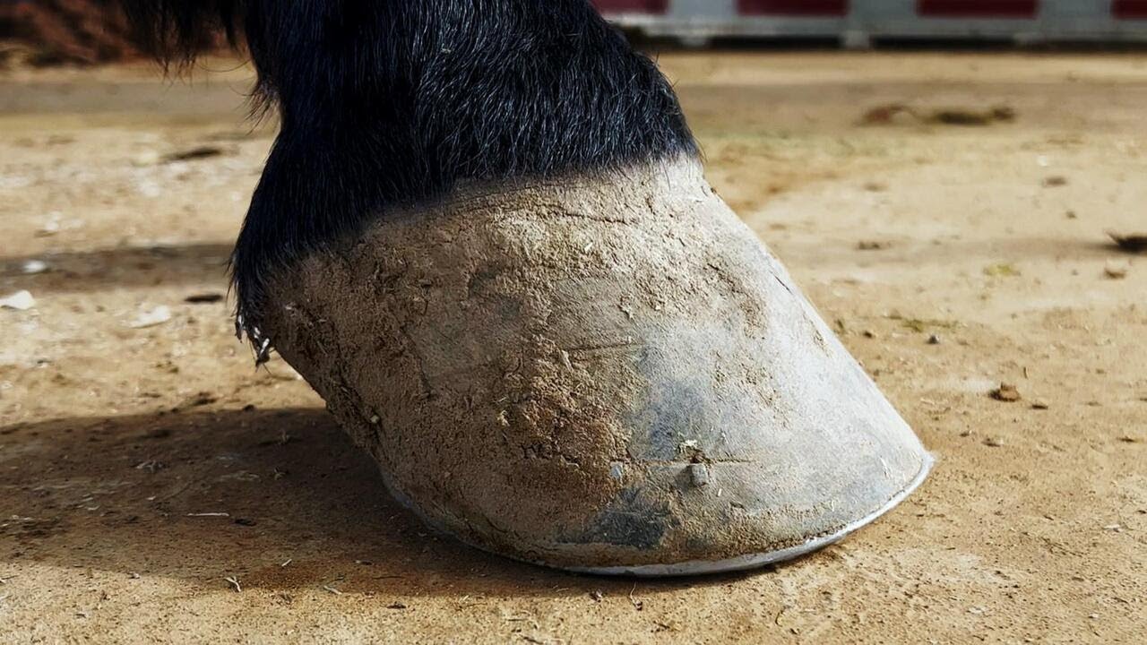 Satisfying Hoof Restoration Asmr