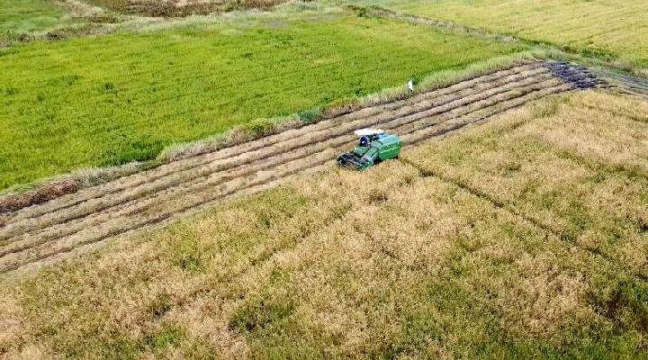 Pemerintah Mulai Sawah di Wanam Merauke Hari Ini