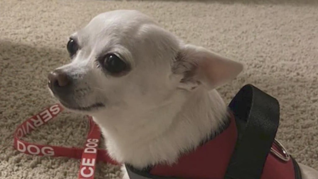 dallas-service-dog-vanishes-while-in-rover-sitter-s-care-owner-pleads