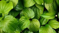 Manfaat Daun Sirih untuk Kesehatan Wanita, Perawatan Alami Miss V