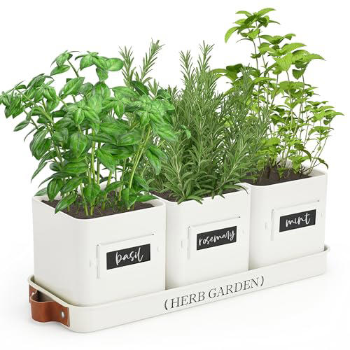 How to grow cilantro from cuttings  3 simple steps to get a new citrusy  herb for free