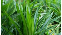 Pandan: 5 Manfaat Luar Biasa untuk Kesehatan