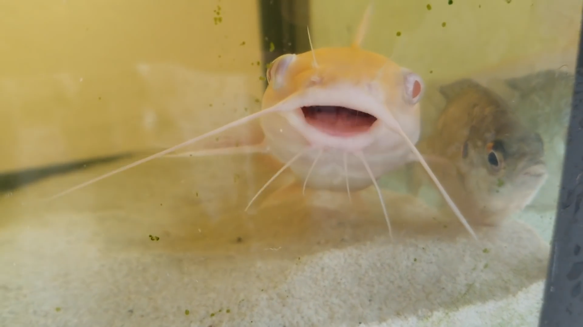 A Fish Keeper’s Worst Nightmare Unfolds