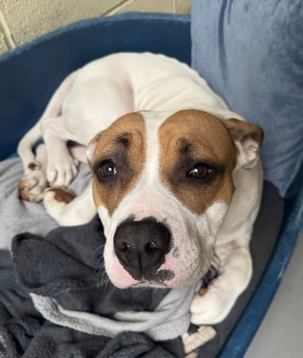 Dog 'screamed' in pain after being beaten in street before being dumped ...